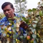 plum cultivation