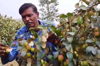 plum cultivation