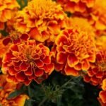 Marigold Care