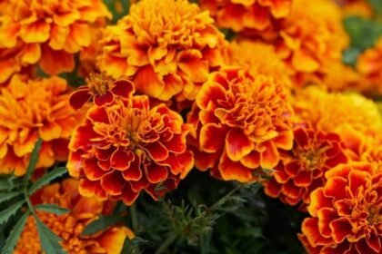 Marigold Care