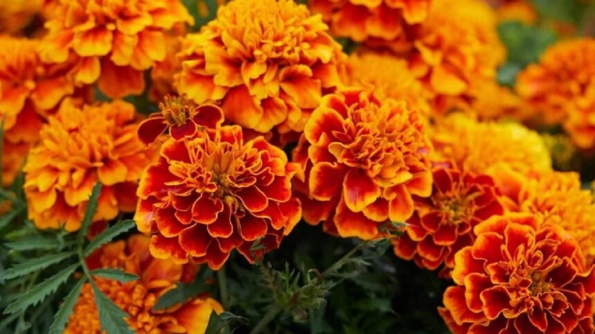 Marigold Care