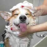 Dog Bathing Tips