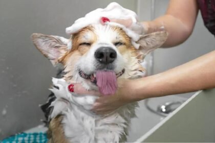 Dog Bathing Tips