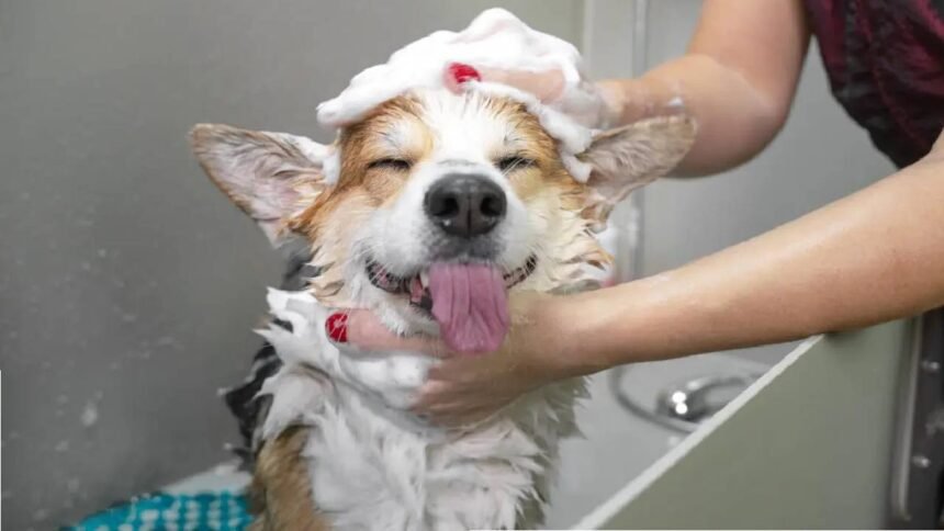 Dog Bathing Tips