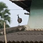 Peacock Roaming at Village