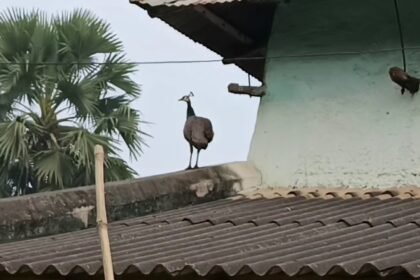 Peacock Roaming at Village