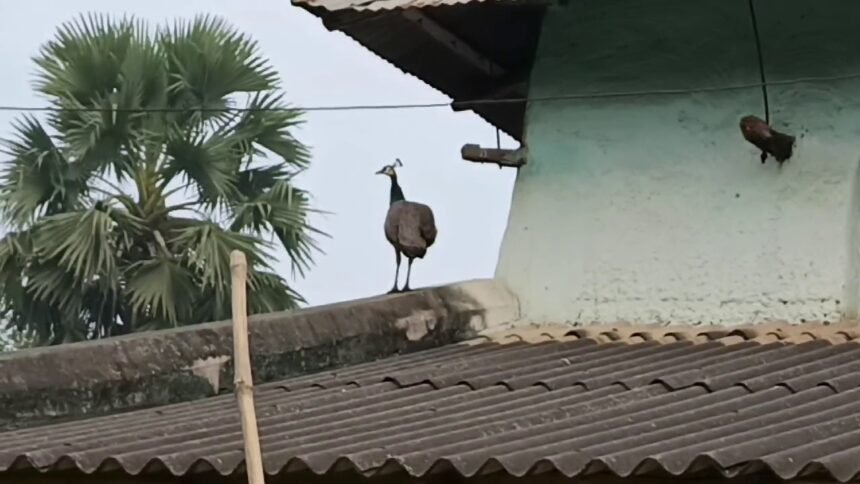 Peacock Roaming at Village