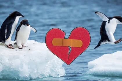 Penguin Divorce Rate