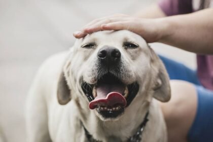 Workers Eat Pet Dog