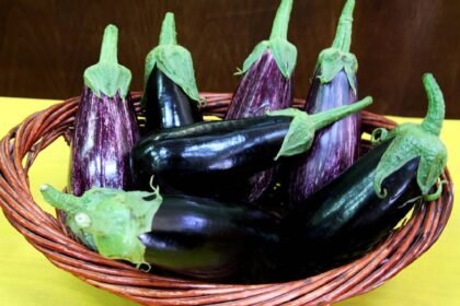 Brinjal Benefits