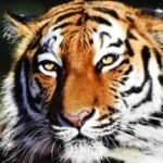 Jhargram Tiger