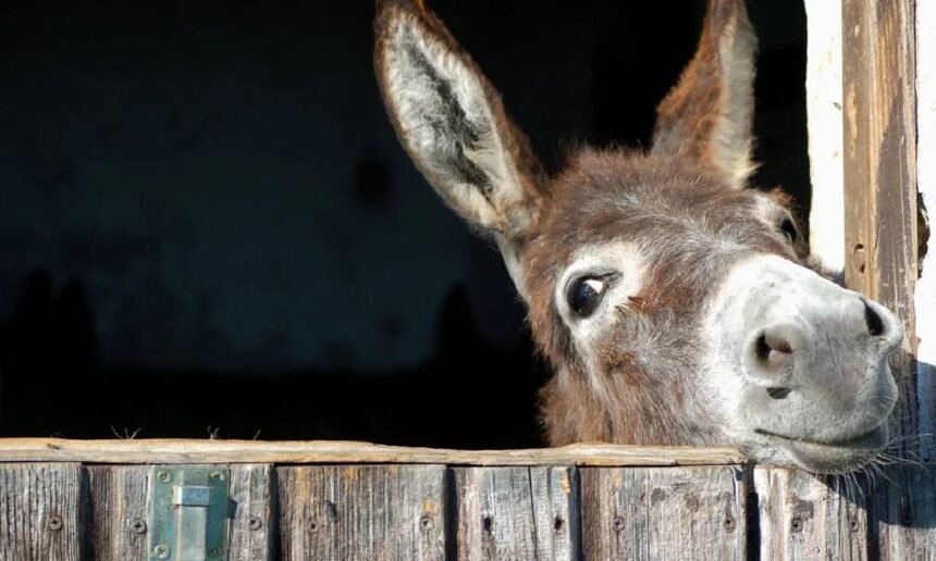 Pakistans Donkey