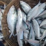 Bangladesh Hilsa