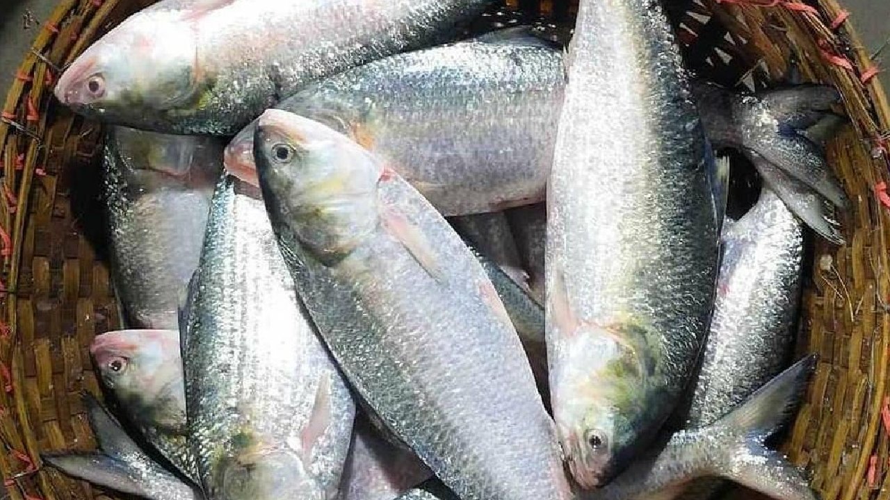 Bangladeshi Hilsa